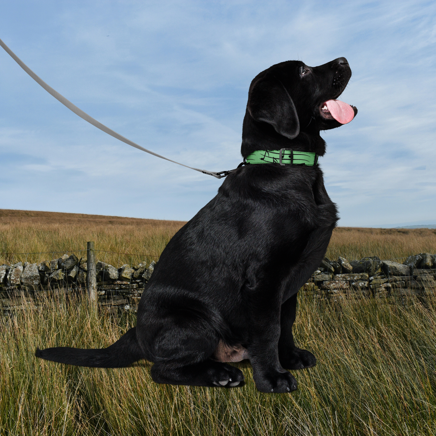 Green neutral pet collar.