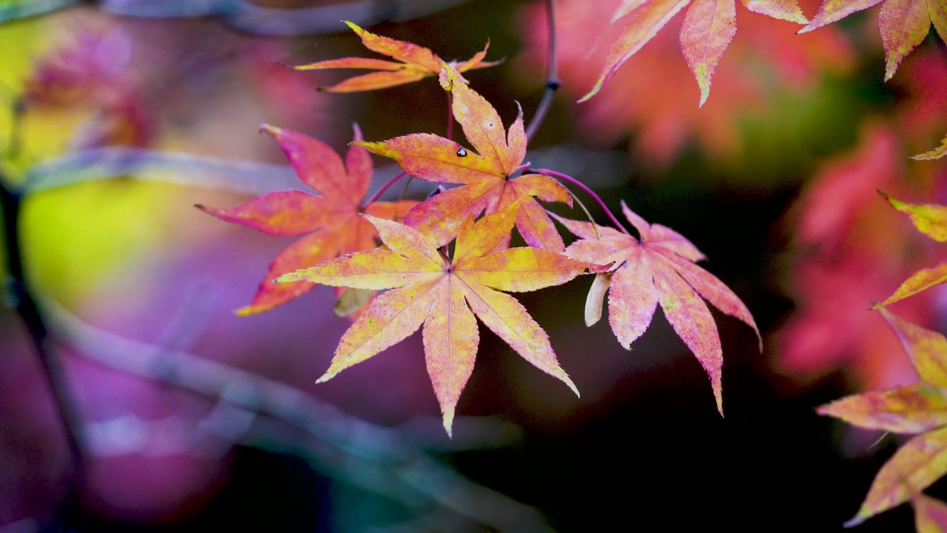 Cargar video: beautiful pink fall leaves.